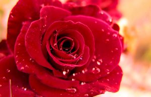 New Beautiful Red Roses Pictures 2020
