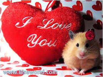 Funny Love Valentine Day 2014