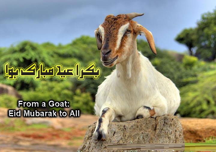 Happy Bakra Eid Mubarak Photos