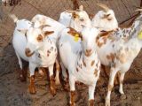 Latest Bakra HD Wallpapers