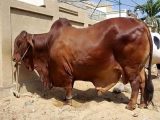 Eid Healthy Brown Cow Images