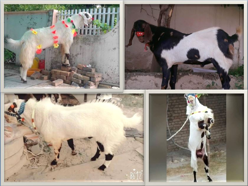 Bakra Cow Greetings Photos Images Happy Eid-ul-Azha 2023