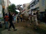 Eid-ul-Adha Amazing Cow Images