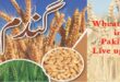 What is Wheat Prices in Pakistan Per KG (40 KG) Punjab, Sindh, KPK