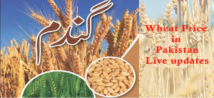 What is Wheat Prices in Pakistan Per KG (40 KG) Punjab, Sindh, KPK