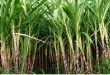 Ganna Sugarcane Price in Pakistan Fixed by the Agriculture Department