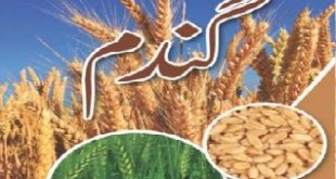 Govt Wheat Price 2023 in Pakistan What is Government Policy About Rate of Wheat in All Province